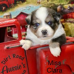 Miss Clara - Blue merle female Miniature Australian Shepherd puppy in Ronan, Montana from Dirt Road Aussie’s of Montana