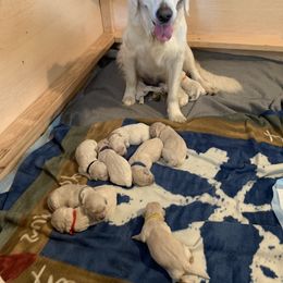 Goldendoodle Puppies from Doodlebloom Farm