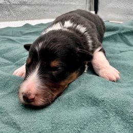 Girl 2 - Black white and tan female Shetland Sheepdog puppy in Pensacola, Florida from Nancy Barger's Siberian Huskies