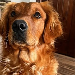 Golden Retrievers from Three Oaks Golden Retrievers