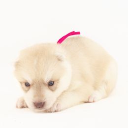 Sunlight (Pink) - Delivery Available - Red and white female Siberian Husky puppy in Tracy, California from Limitless Huskies