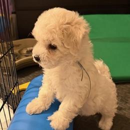 Charlie - White male Bichon Frise puppy in Glen Allen, Virginia from Amori's Royal Bichons