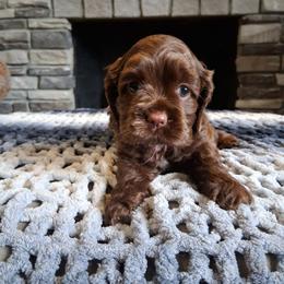 Ms. Pink - Brown female Cocker Spaniel puppy in Howell, Michigan from Robbin's Treasures