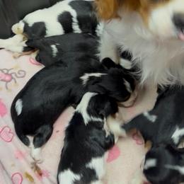 Fleur - Tri-color female Cavalier King Charles Spaniel puppy in Sandstone, Minnesota from Peaceful Garden Cavaliers
