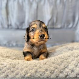 Casanova - Dapple male Dachshund puppy in Anderson, Alabama from Pasek Kennels