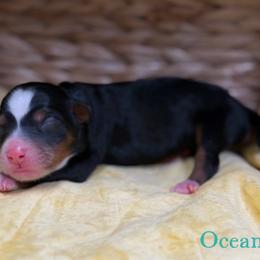 Ocean - female Australian Mountain Doodle puppy in Henry, Illinois from Rowe Farms Doodles