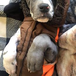 Great Dane Puppies from Sand Mountain Danes LLC