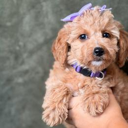 Sophie - Apricot female Goldendoodle puppy in Sacramento, California from GoldenDoodle Love