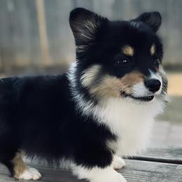 American Corgis, Pembroke Welsh Corgis, and Pomeranians from Syani Puppies