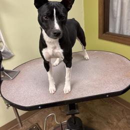 Twain - Rat Terrier