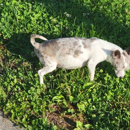 Bella - Chihuahua