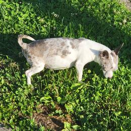 Bella - Chihuahua