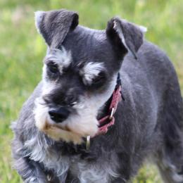 Lula - Miniature Schnauzer