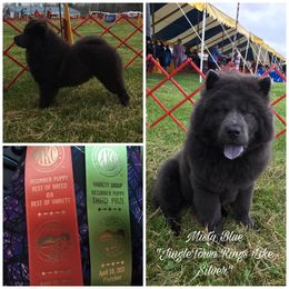 Chow Chow Puppies from Darling Chows