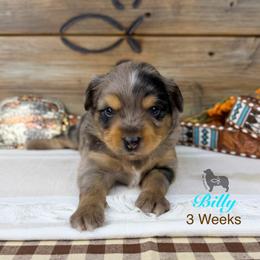 Billy Etbauer - Blue merle male Miniature Australian Shepherd puppy in El Dorado Springs, Missouri from OR Aussies