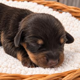 Sandy - Black and tan female Dachshund puppy in Warm Springs, Arkansas from Seven Hills Arkansas