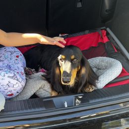 Dachshunds from Evolutionary Hounds