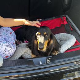 Dachshunds from Evolutionary Hounds