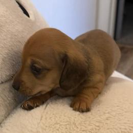 Girl 1 - Cream female Dachshund puppy in Buckeye, Arizona from Ryder's Roundup