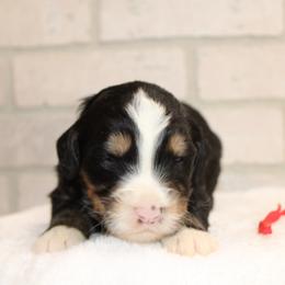 Tri female 1 - Tri-color female Bernedoodle puppy in Belgreen, Alabama from Scott’s Farm Poodles and Doodles