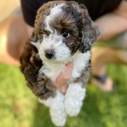 Aussiedoodle puppies from Aussie Doodles Arizona