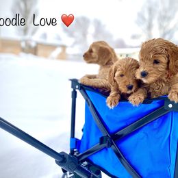 Goldendoodle Puppies from Doodle Love ❤️
