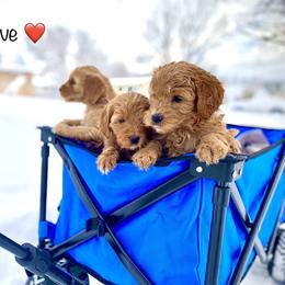 Goldendoodle Puppies from Doodle Love ❤️