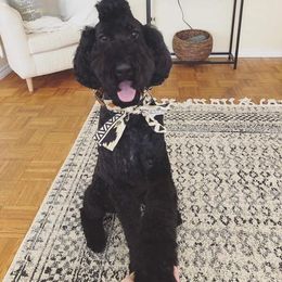 Poodle Puppies from PF Standard Poodles