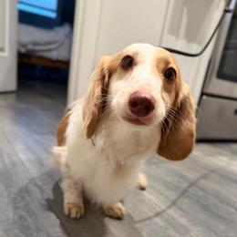 Milo - Piebald male Dachshund puppy in El Paso, Texas from IVK9's Dachshunds