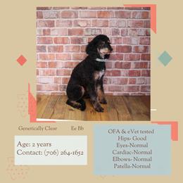 Gunnar - Phantom male Poodle puppy in Calhoun, Georgia from Happy Top Doodles