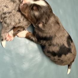 Cricket - Blue merle female Miniature Australian Shepherd puppy in Marion, Michigan from Highland Hills Mini Aussies