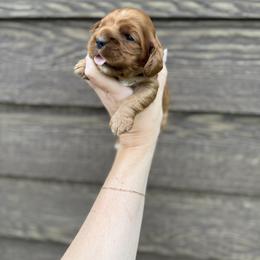 Cocker Spaniel Puppies from MGs Cockers
