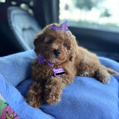 Rou - Apricot female Goldendoodle puppy in Miami, Florida from Haus of Pawz