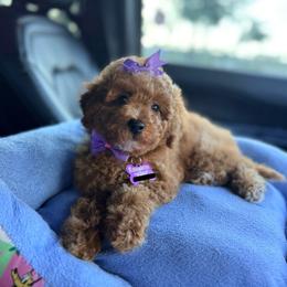 Rou - Apricot female Goldendoodle puppy in Miami, Florida from Haus of Pawz