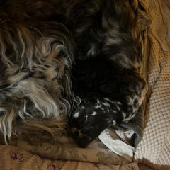 English Setters and Irish Setters from Tenacity Setters