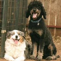 Aussiedoodles and Australian Shepherds from WTX Aussies & Doodles