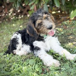 Aqua Band Boy - Black male Labradoodle puppy in Plainfield, New Jersey from Caris Paws Poodles and Doodles