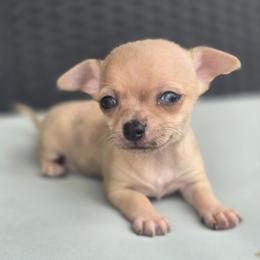 Ruby - Fawn female Chihuahua puppy in Plainfield, Indiana from Abby's Pampered Pooches
