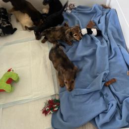 Dachshund and French Bulldog Puppies from Trust Fund Devil Kennel