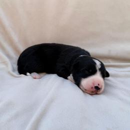 Black Male IV - Black and white male Border Collie puppy in Okeechobee, Florida from Cowtown Corgis & Border Collies