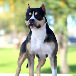 Copper - American Staffordshire Terrier