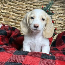 Boy 3 - Piebald male Dachshund puppy in Waycross, Georgia from Camie's Dachshunds