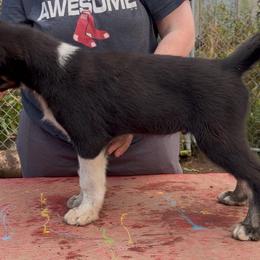 Harding - male Alaskan Husky puppy in Wasilla, Alaska from Story Kennel