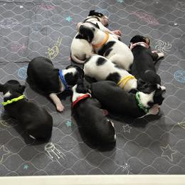 Rat Terrier Puppies from The Puppy Patch Rat Terriers
