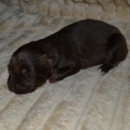 Boy 3 - male Australian Shepherd puppy in Marshall, Texas from Flying S Aussies