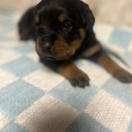 Boy 2 - Black and mahogany male Rottweiler puppy in Delta, Pennsylvania from Von Haus Hushon Rottweilers