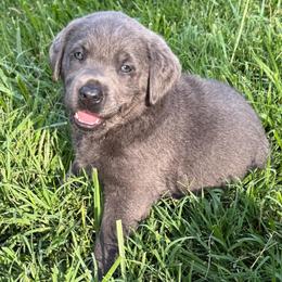 Hot Pink - Charcoal female Dilute Retriever puppy in Marion, Illinois from Summer Lovin’ Labradors of Southern Illinois
