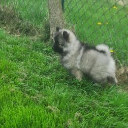 Keeshond Puppies from Hocking Hills Keeshonds