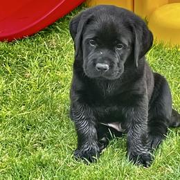 Grey collar - Black male Labrador Retriever puppy in Desert Hot Springs, California from Outlaws Labradors