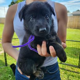 Purple collar - Black and tan female German Shepherd puppy in Ramsey, Illinois from Haus-Farr German Shepherds